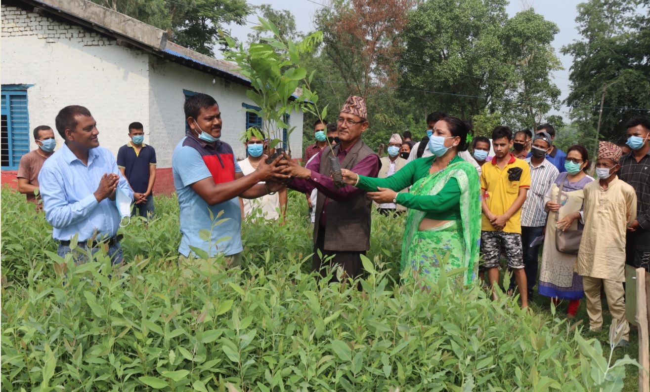 कञ्चनपुर जिल्लामा निःशुल्क बिरुवा वितरण सुरु